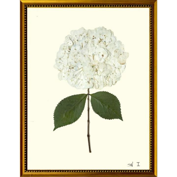 Pressed Single White Hydrangea Framed Art