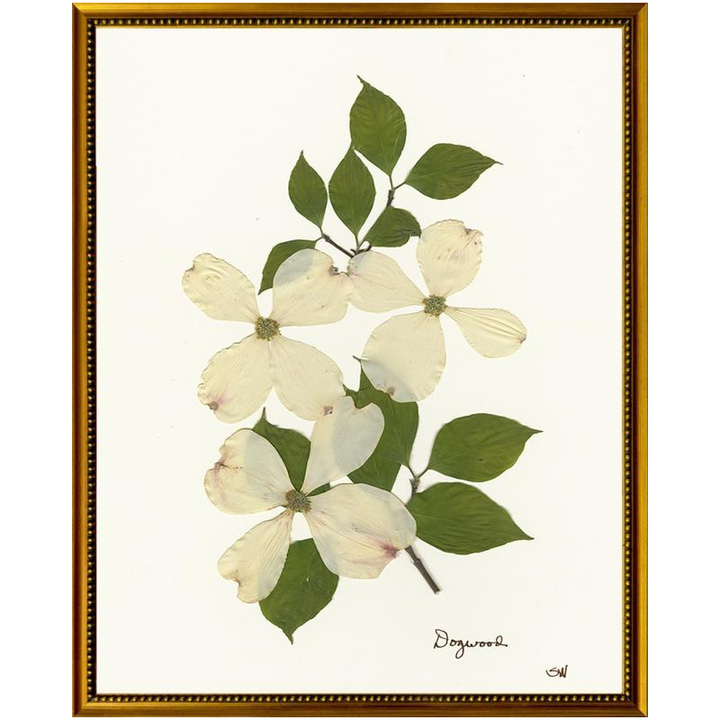 Pressed Dogwood Framed Art