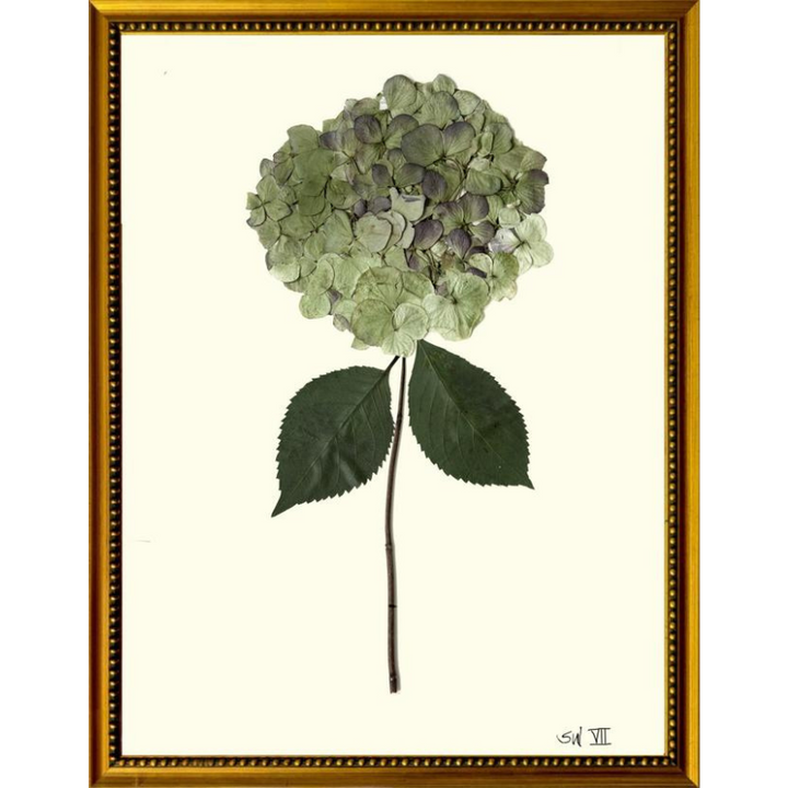Pressed Single Green Hydrangea Framed Art