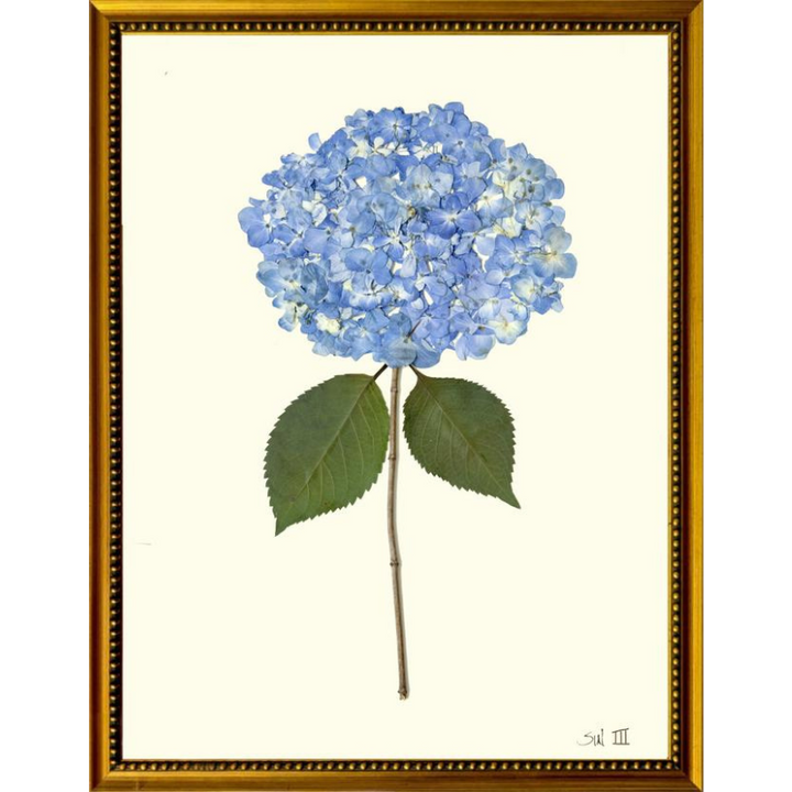 Pressed Single Blue Hydrangea Framed Art