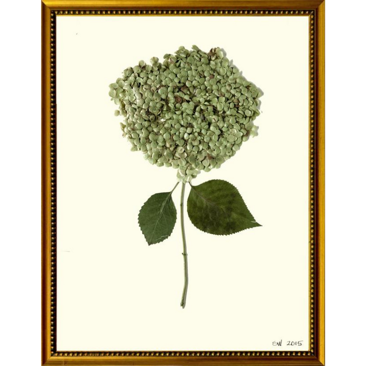 Pressed Single Smooth Hydrangea Framed Art