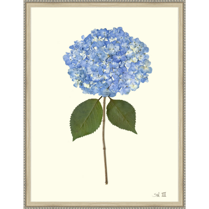 Pressed Single Blue Hydrangea Framed Art