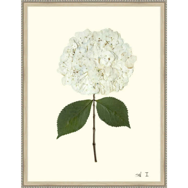 Pressed Single White Hydrangea Framed Art