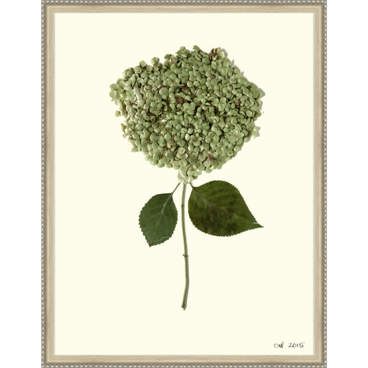 Pressed Single Smooth Hydrangea Framed Art