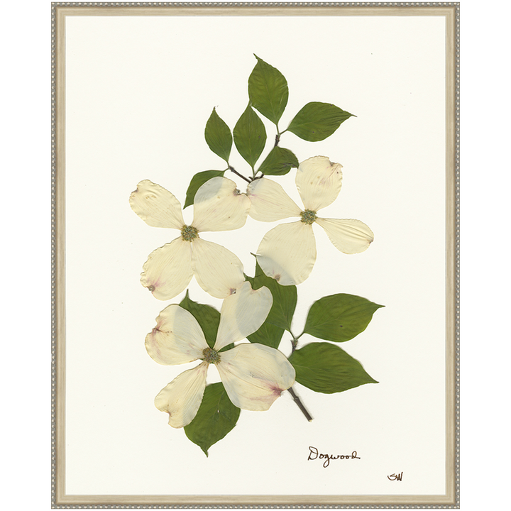 Pressed Dogwood Framed Art