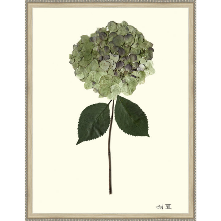 Pressed Single Green Hydrangea Framed Art