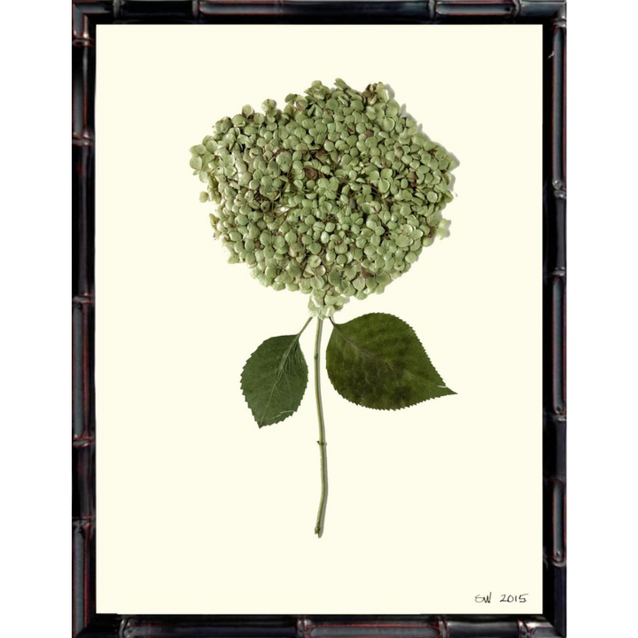 Pressed Single Smooth Hydrangea Framed Art