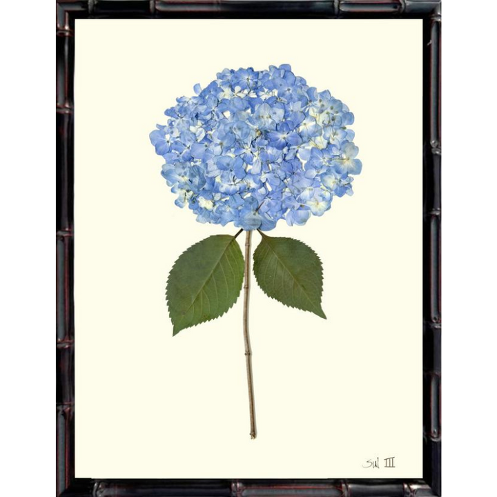 Pressed Single Blue Hydrangea Framed Art