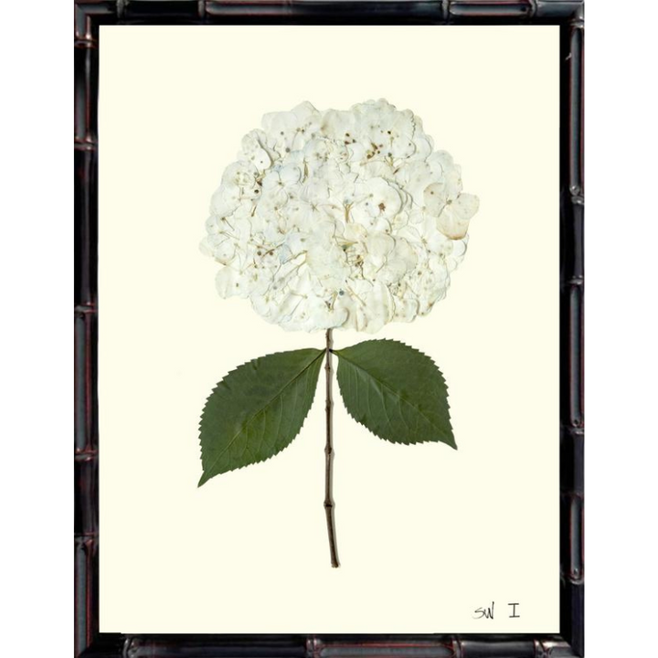 Pressed Single White Hydrangea Framed Art