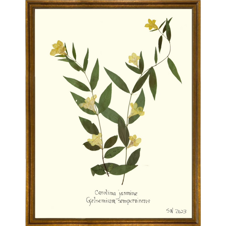 Pressed Carolina Jasmine Framed Art