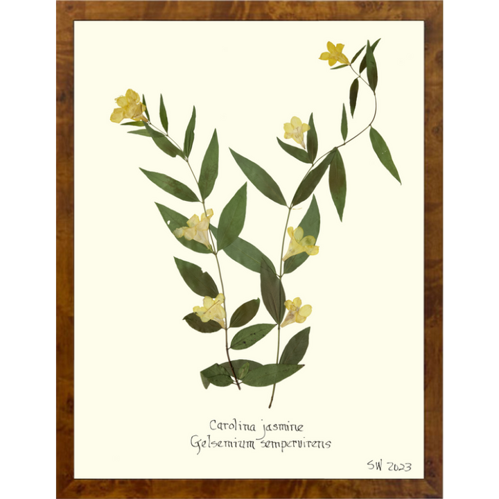 Pressed Carolina Jasmine Framed Art