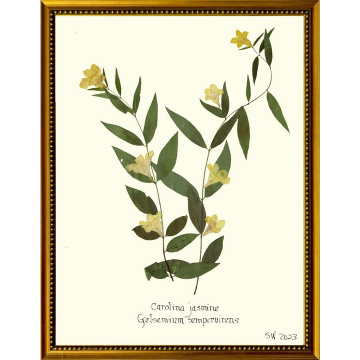 Pressed Carolina Jasmine Framed Art