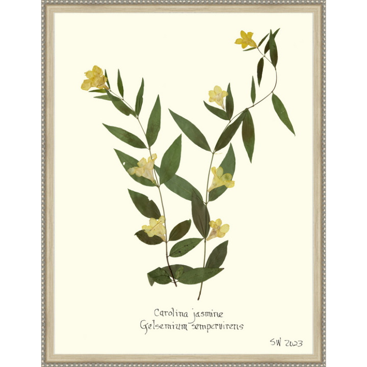 Pressed Carolina Jasmine Framed Art