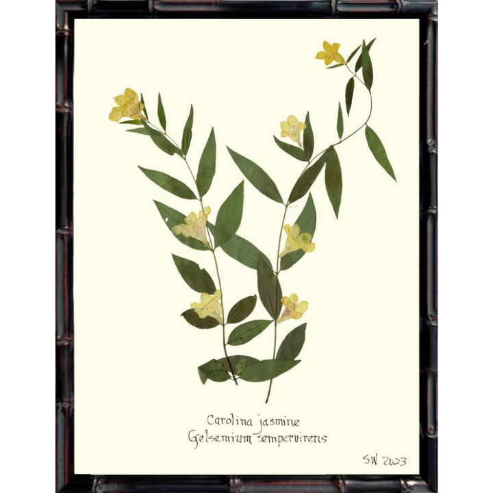 Pressed Carolina Jasmine Framed Art