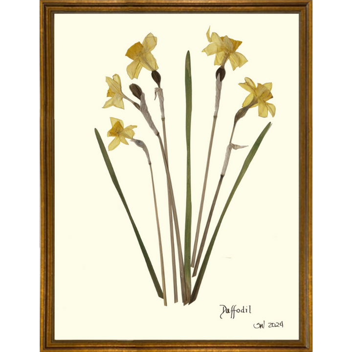 Pressed Daffodil Framed Art