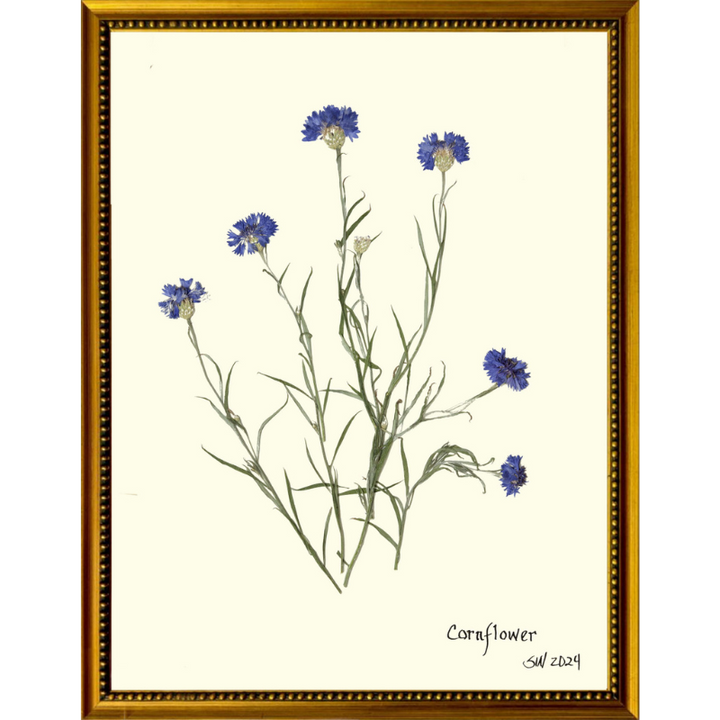 Pressed Cornflower Framed Art