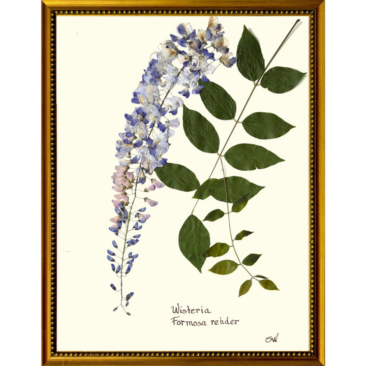 Pressed Wisteria Framed Art
