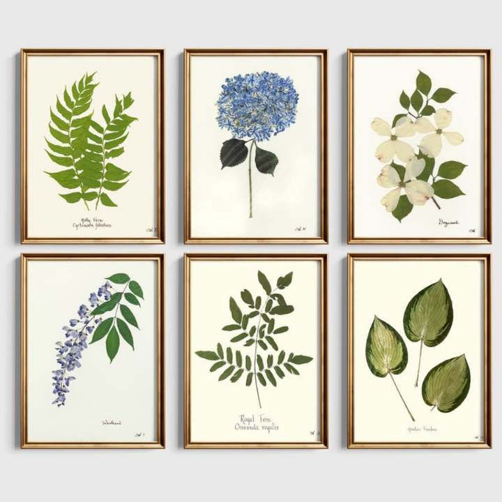 Pressed Single Blue Hydrangea Framed Art