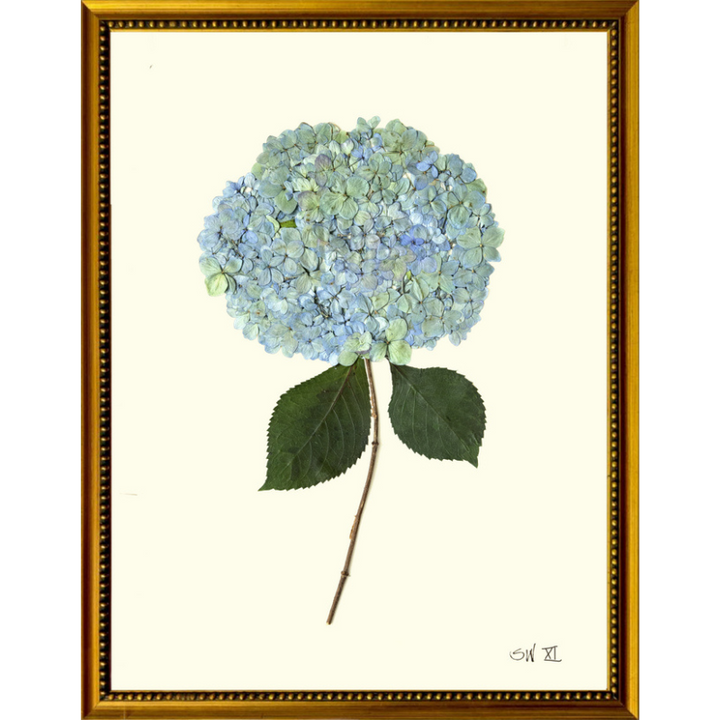 Pressed Single Blue/Green Hydrangea Framed Art