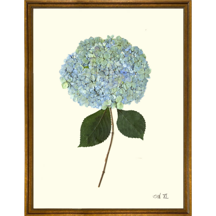 Pressed Single Blue/Green Hydrangea Framed Art
