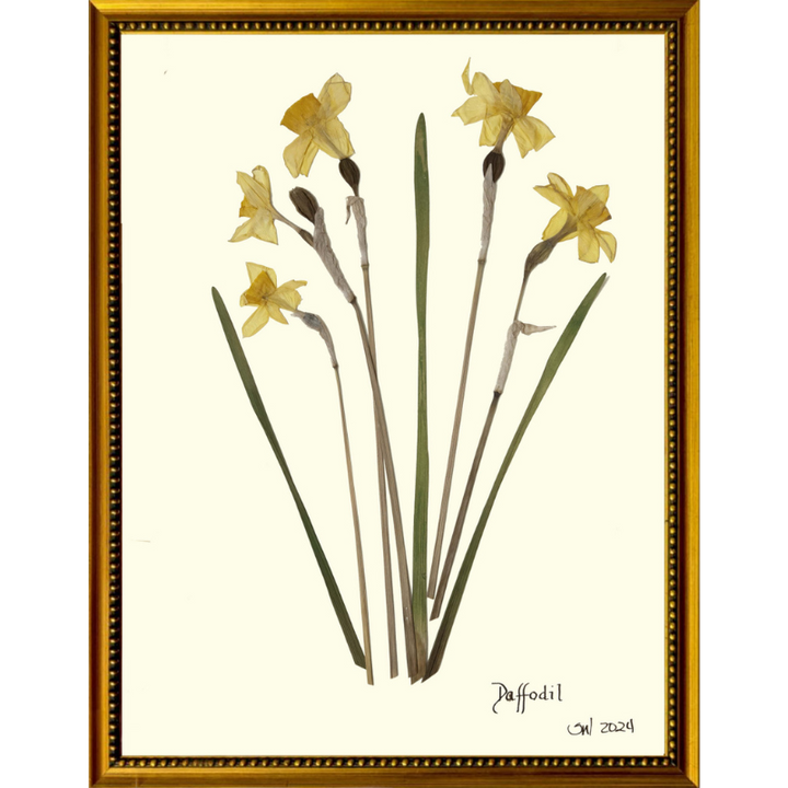 Pressed Daffodil Framed Art