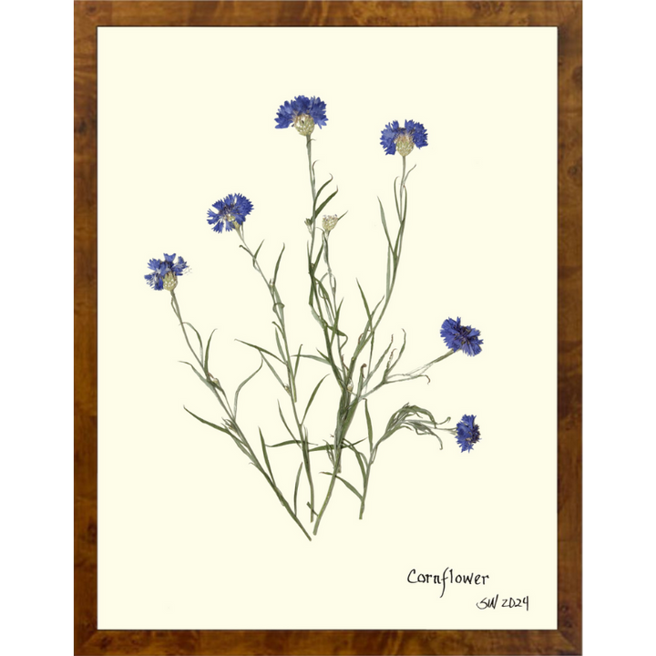 Pressed Cornflower Framed Art