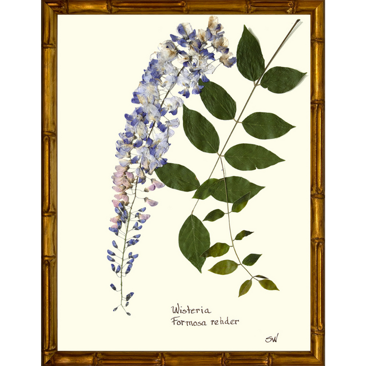 Pressed Wisteria Framed Art