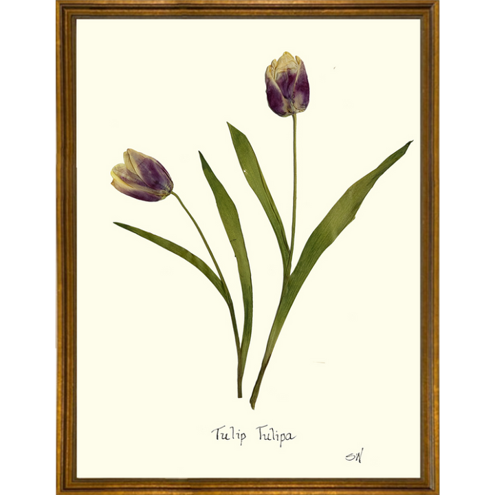 Pressed Tulips Framed Art