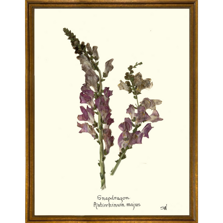 Snap Dragon Framed Art