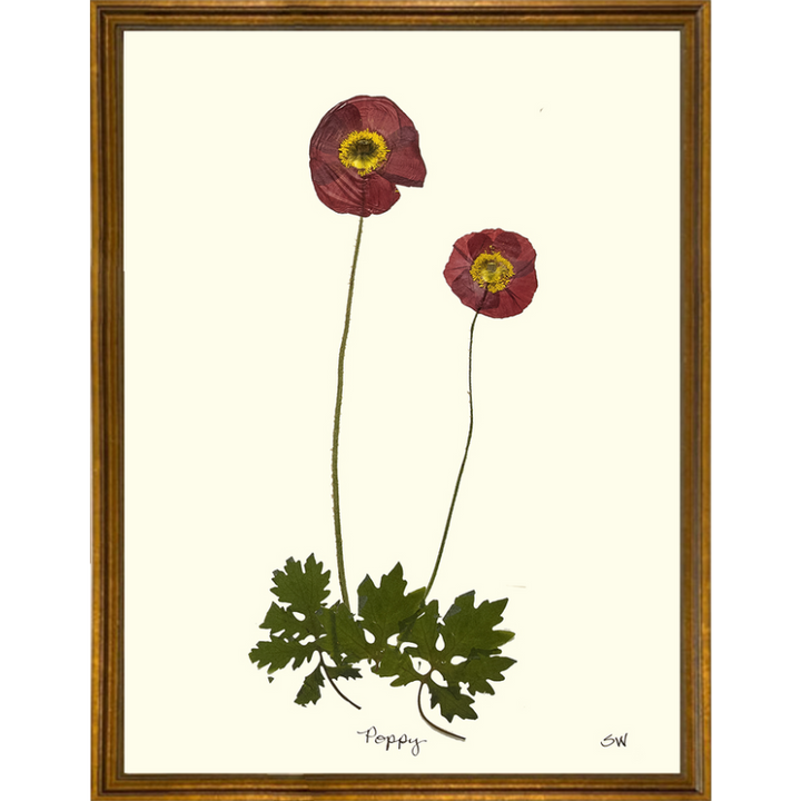 Pressed Poppy Framed Art