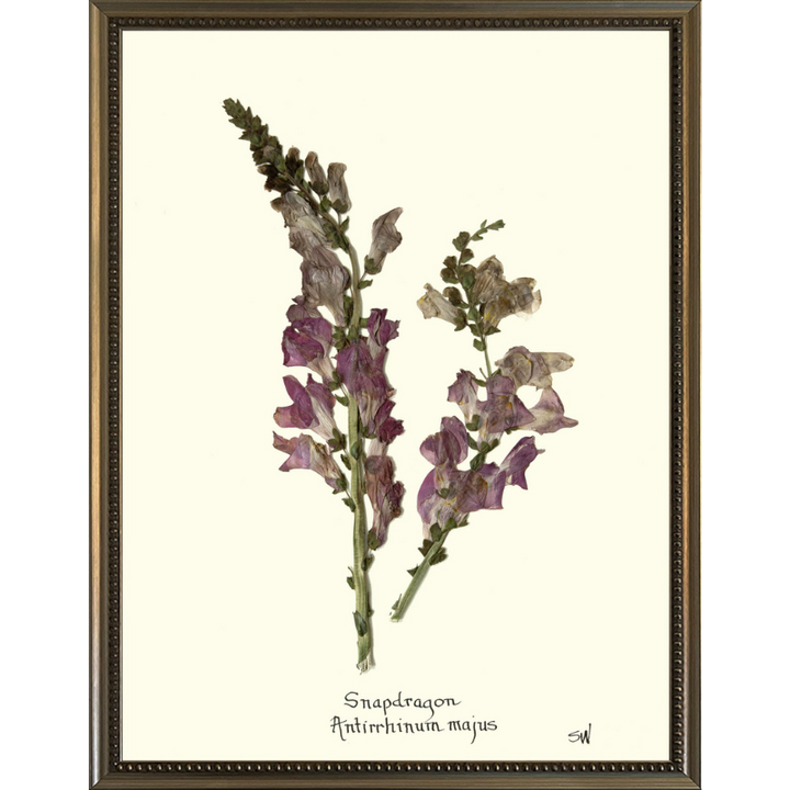 Snap Dragon Framed Art