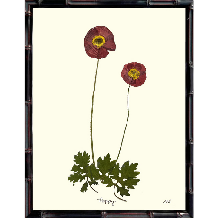 Pressed Poppy Framed Art