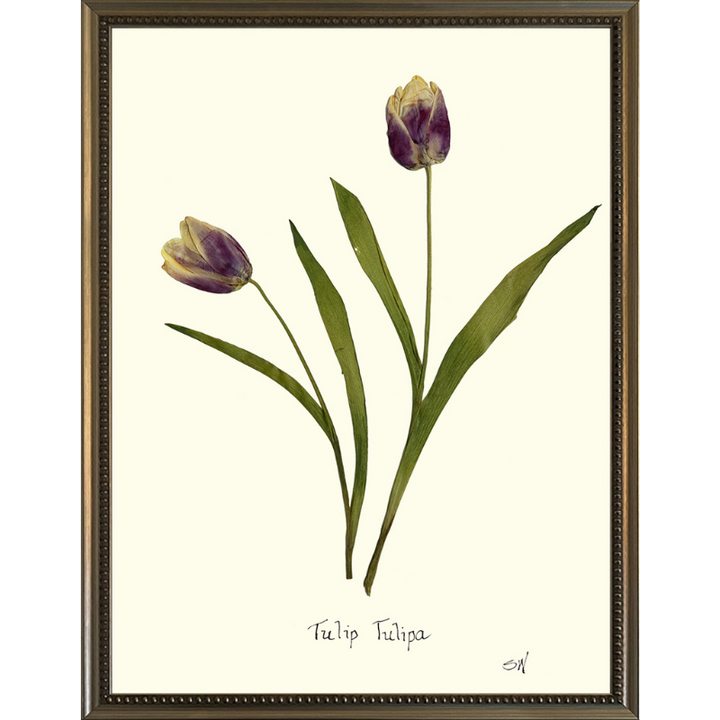 Pressed Tulips Framed Art