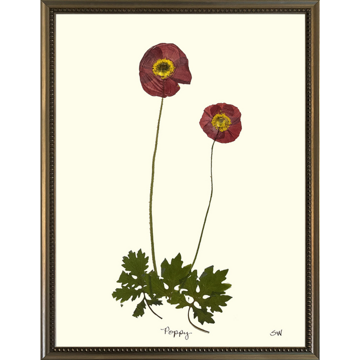 Pressed Poppy Framed Art
