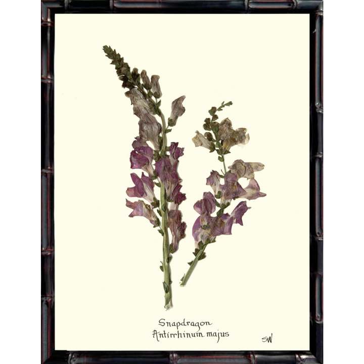 Snap Dragon Framed Art