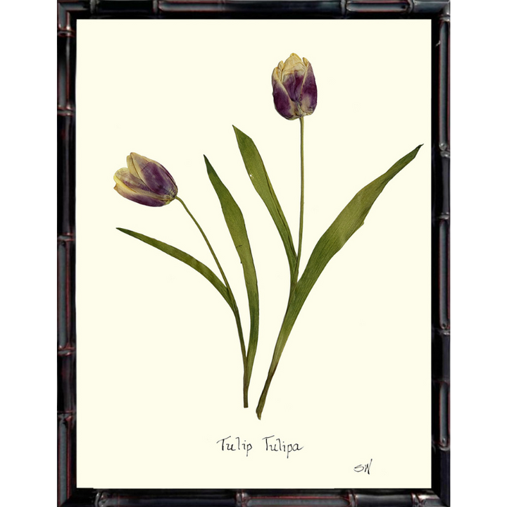 Pressed Tulips Framed Art