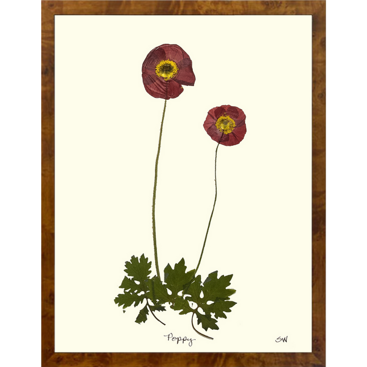 Pressed Poppy Framed Art