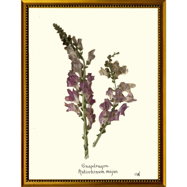 Snap Dragon Framed Art