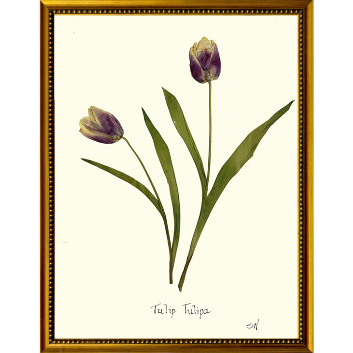 Pressed Tulips Framed Art