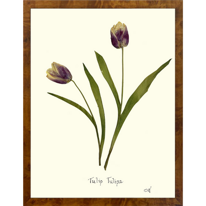 Pressed Tulips Framed Art