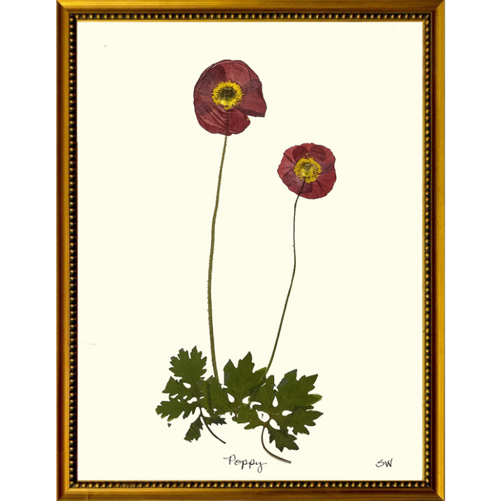 Pressed Poppy Framed Art