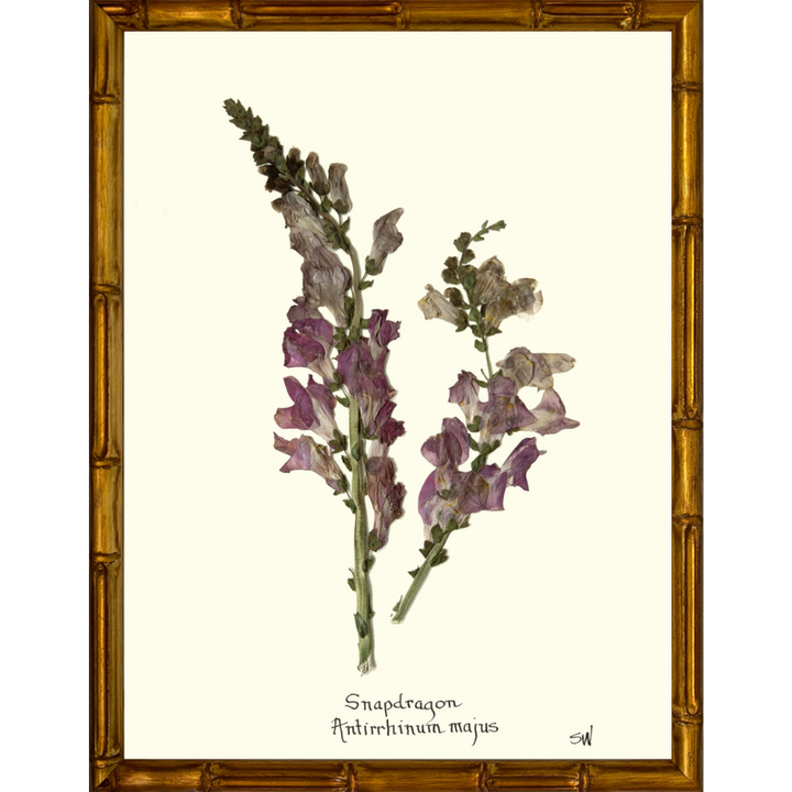 Snap Dragon Framed Art