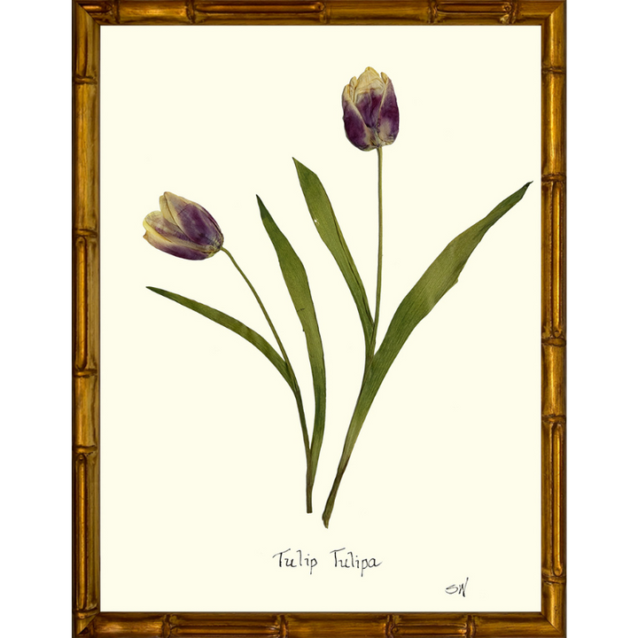Pressed Tulips Framed Art