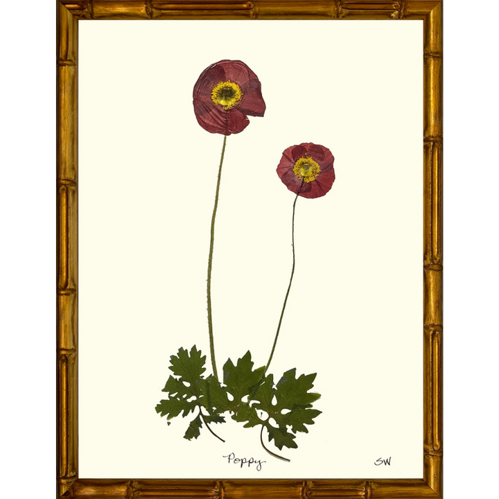Pressed Poppy Framed Art