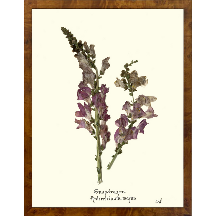 Snap Dragon Framed Art