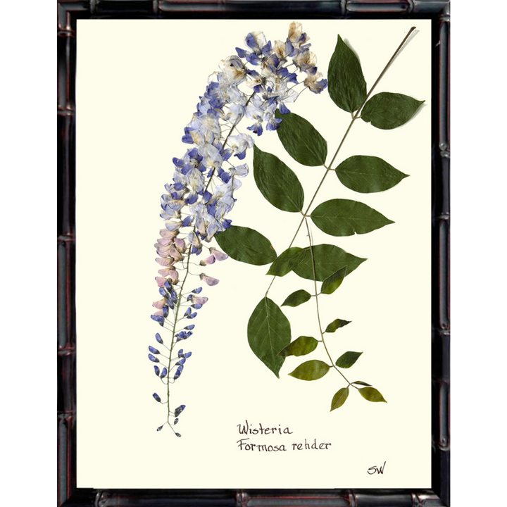 Pressed Wisteria Framed Art