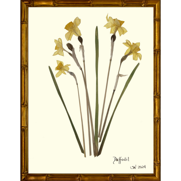 Pressed Daffodil Framed Art