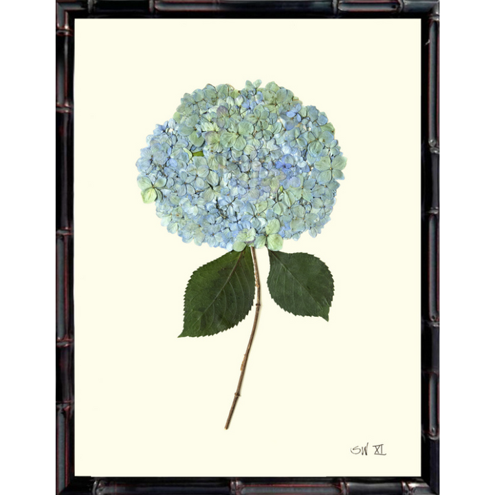 Pressed Single Blue/Green Hydrangea Framed Art