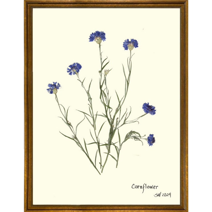 Pressed Cornflower Framed Art