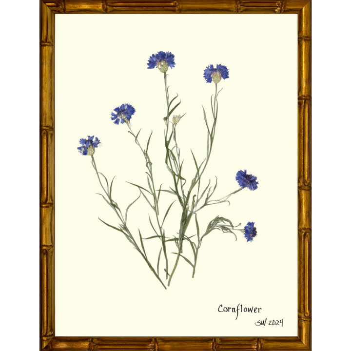 Pressed Cornflower Framed Art